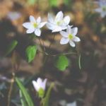 CCTV17农业农村频道高清直播在线观看 2b8jnngh