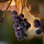 CCTV1综合频道高清直播在线观看全程同步 wrm9aa444