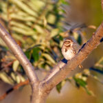 《我们相爱吧》甜蜜直播在线观看,浪漫互动不容错过 4n51kdw5h